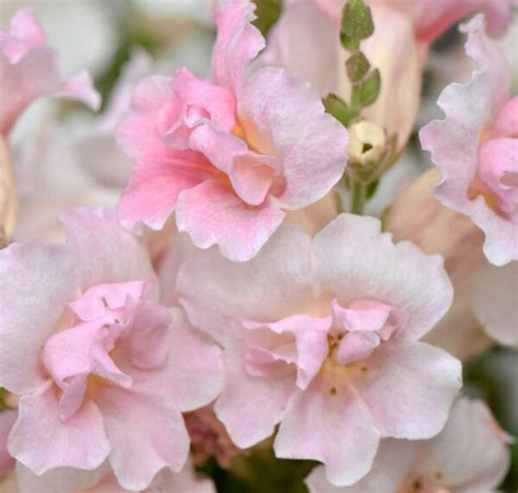 Antirrhinum Majus Doubleshot Appleblossom SeedScape