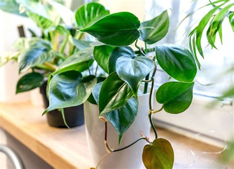 17 of the Longest-Living Houseplants