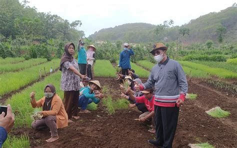 Meski Banyak Tantangan Petani Mulai Kembangkan Komoditas Bawang Merah