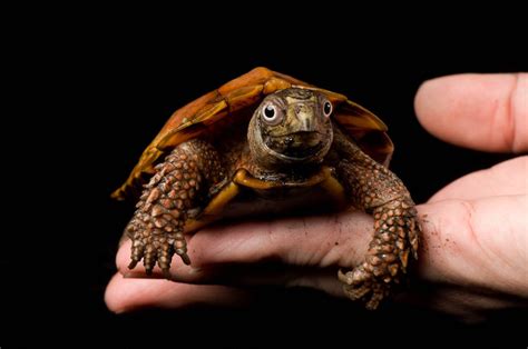 Endangered Black Breasted Leaf Turtle Geoemyda Spengleri Spengleri