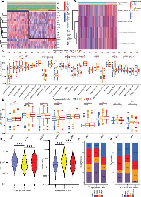 Frontiers A Novel Cuproptosis Related Molecular Pattern And Its Tumor