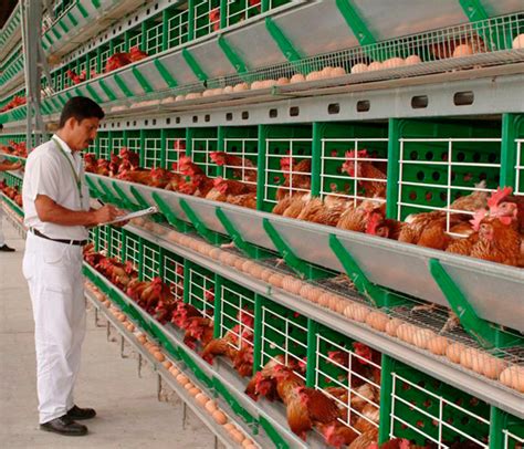 Zucami Mejora La Productividad Con Las Jaulas Para Gallinas Ponedoras