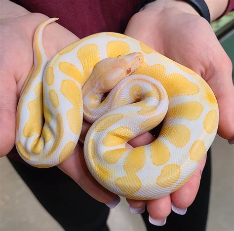 Albino Ball Python For Sale Albino Ball Python