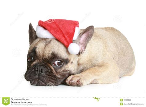 Christmas Bulldog Wallpaper - WallpaperSafari