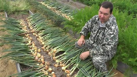 Выращивание озимого лука от посадки до уборки урожая на хранение - YouTube
