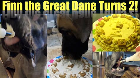 Finn The Great Dane Turns 2 Youtube