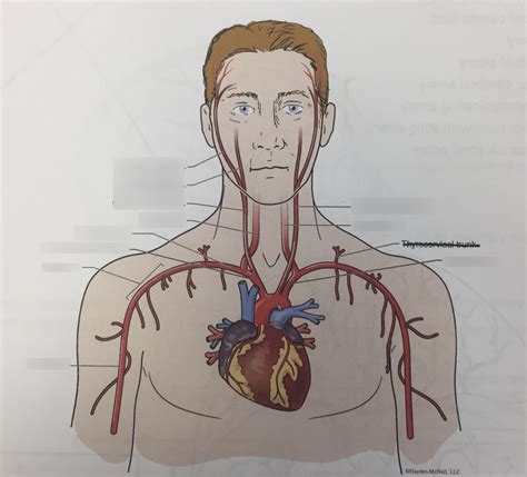 Arteries Of The Head Neck And Shoulders Diagram Quizlet