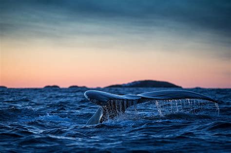 HD wallpaper: whale, underwater, humpback whale, animals, sea, animal ...