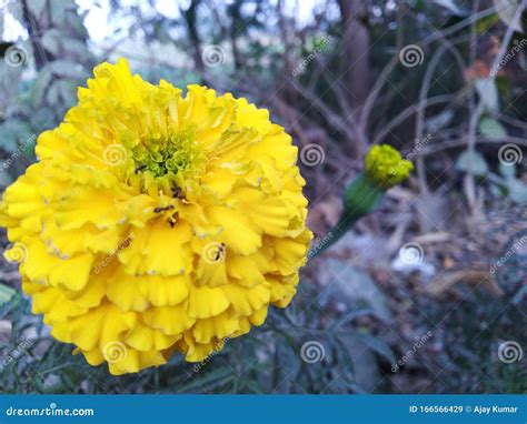 Marigold Flowers In Botanical Gardens Stock Image Image Of Yellow Marigold 166566429