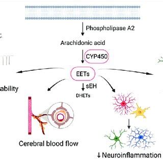 The Beneficial Effects Of Epoxyeicosatrienoic Acids On The Central