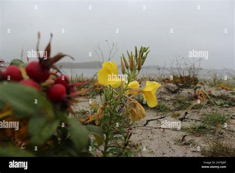 Spiaggia E Fiori Immagini E Fotografie Stock Ad Alta Risoluzione Alamy