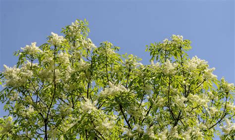 Japanese Lilac Tree: Care and Growing Guide