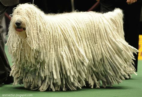 Komondor Dog - Pets Cute and Docile