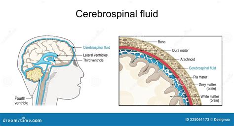 Cerebrospinal Fluid Cross Section Of A Human Brain With Ventricular