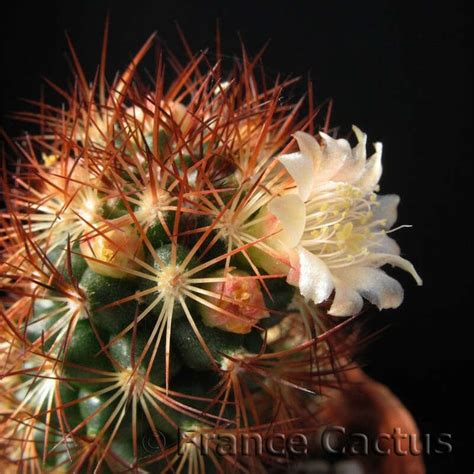 Mammillaria Elongata Rufocrosea En Vente Sur Notre Site France Cactus