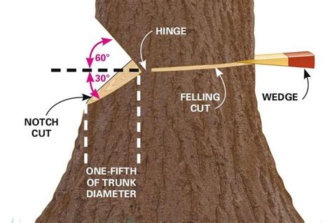 Cut Trees [methods And Guide To Cut Down A Tree] Complete Gardering