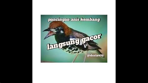 Pancingan Anis Kembang Gacor Youtube