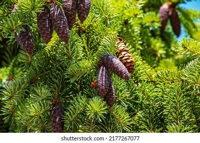 Picea Mariana Pinaceae Images Stock Photos D Objects Vectors