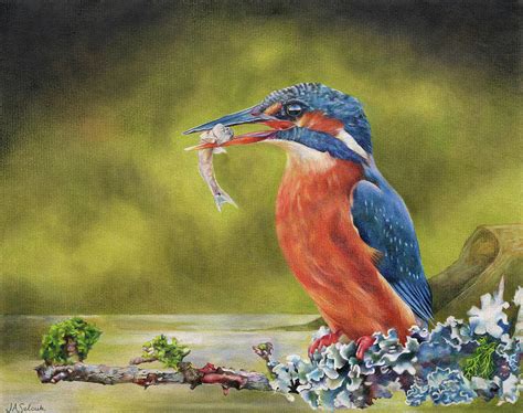 Kingfisher Painting By Judith Selcuk Illustrations Fine Art America