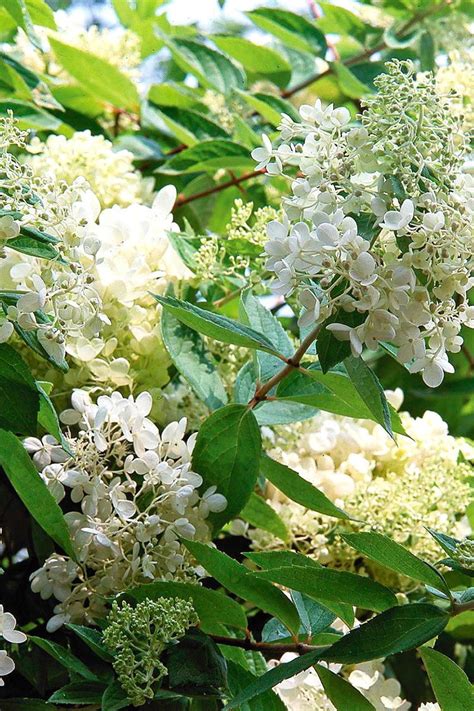 Summer Flowering Shrubs That Are Super Easy To Grow Easy Hydrangea