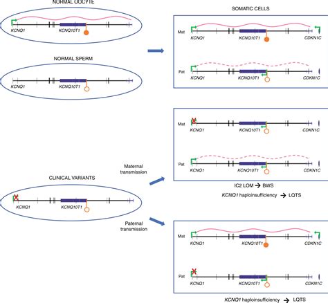 Transcription Alterations Of KCNQ1 Associated With Imprinted