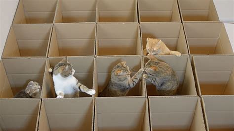 9 Cats Enjoy Cardboard Maze Their Human Servant Made For Them | Bored Panda