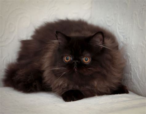 Himalayan Black Cat Breeds - Pets Lovers