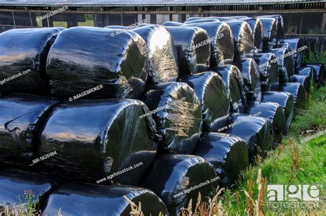 Black Plastic Wrapped Silage Big Bales Dinkling Green Farm Whitewell