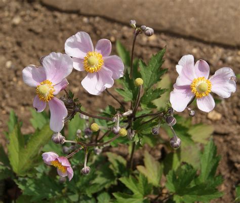 Free Images Nature Blossom Flower Petal Botany Garden Pink