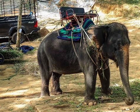 Phuket co warto zobaczyć 10 najlepszych atrakcji Phuket