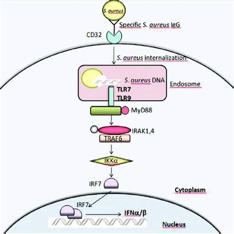 Tlr2 Signaling Pathways Tlr2 In Association With Tlr1 Or Tlr6