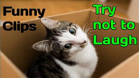 Try Not To Laugh Funny Cats Moments This Video Will Make You Laugh Youtube