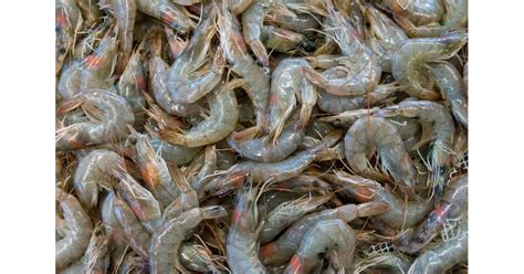 The Difference Between Wild Vs Farmed Shrimp