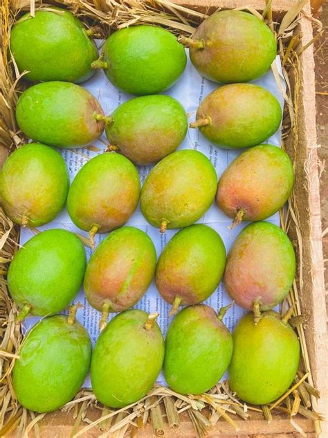 Manuj Enterprises Yellow Totapuri Mango Pulp Packaging Size 215 Kg