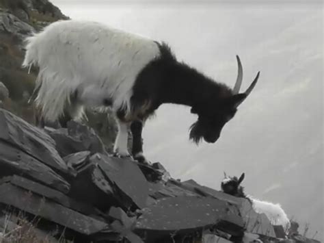 Mountain Goat On Cliff