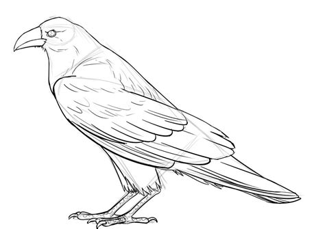 Coloriage D Un Corbeau Ment Réaliser Un Dessin De Corbeau Dessindigo