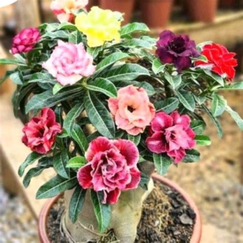 Jual PROMO TANAMAN HIAS ADENIUM KAMBOJA JEPANG BUNGA TUMPUK