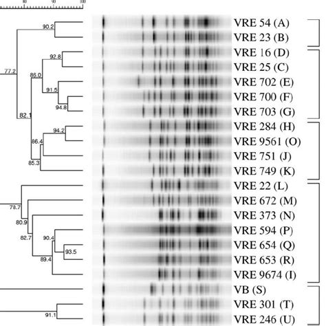 Dendrogram Illustrating Relatedness Of 21 Pfge Types The Bar Indicates