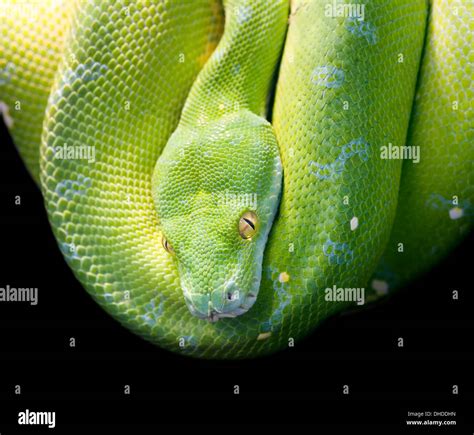 Emerald Green Tree Python Hi Res Stock Photography And Images Alamy