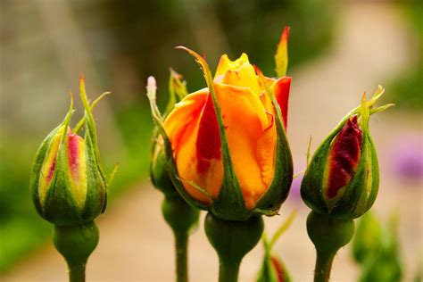 Rose Seeds Guide: How to Grow Roses From Seeds