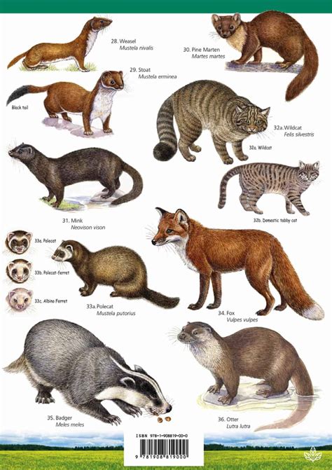 Land mammals guide – Field Studies Council