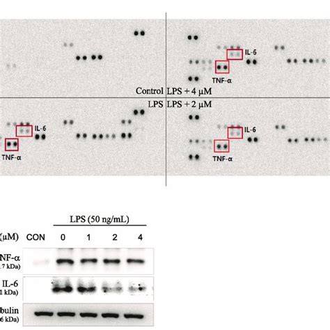 Inhibitory effect of 4 5 diCQA on LPS induced TNF α and IL 6 in