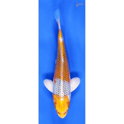 Koi Fish For Sale Next Day Koi