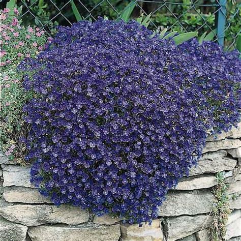 Rock Cress Seeds Aubrieta Perennial Flower Seeds