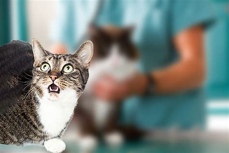 7 положительных моментов в кастрации котов | Ветеринарная служба ...