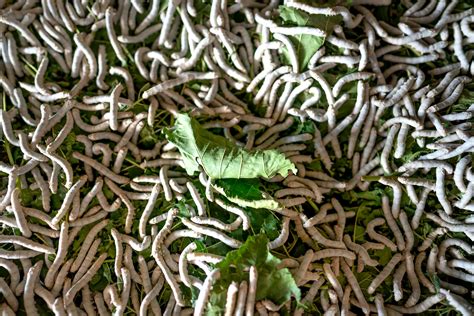 Heap of silkworms eating mulberry leaves · Free Stock Photo