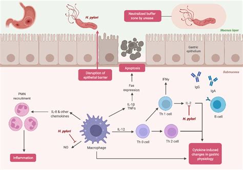 H Pylori Pathogenesis BioRender Science Templates