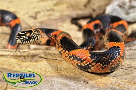 King Snake Care Sheet – Reptiles by Mack