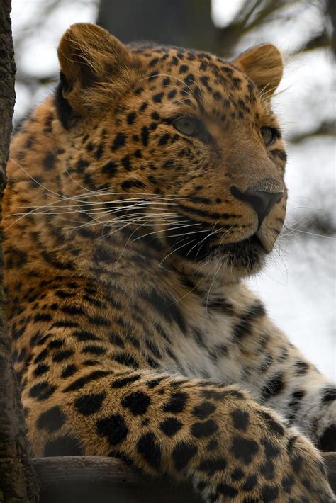 Panthera Pardus Japonensis China Leopard In Hagenbeck Ham Flickr