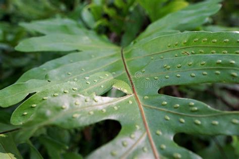 112 Fern Gametophyte Stock Photos - Free & Royalty-Free Stock Photos ...